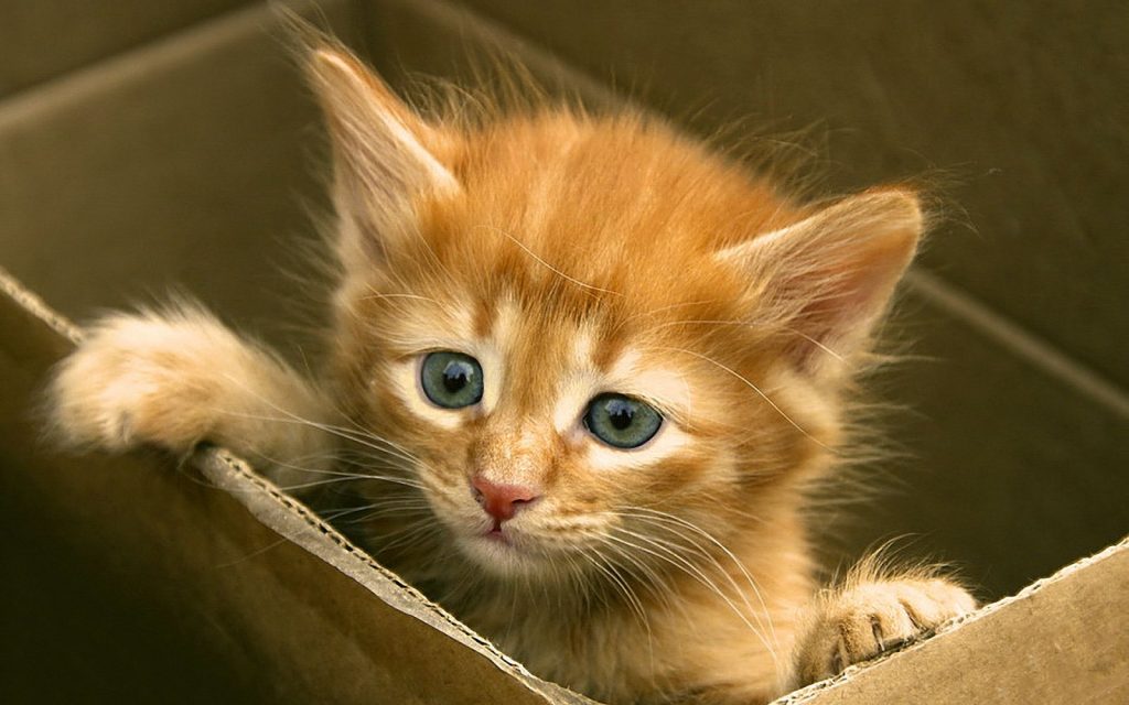 Fondo de gatito en una caja