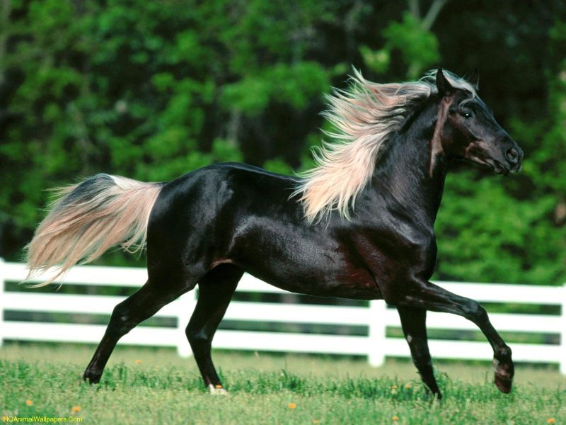 Imagen de caballo negro pura sangre