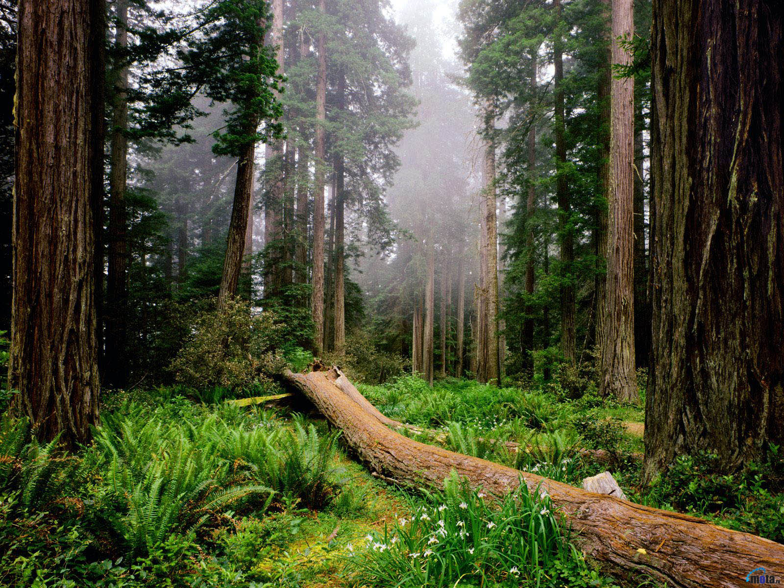 ▷ Increibles Fondos De Bosques | Fondos de Pantalla