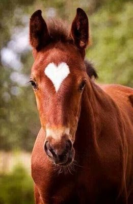 ▷ ¡100 Fondos De Caballos Hermosos! | Fondos de Pantalla ▷ ¡100 Fondos De Caballos Hermosos! | Fondos de Pantalla