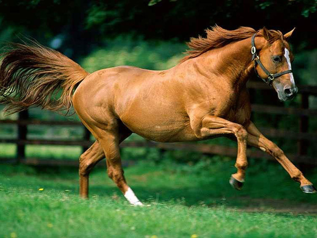 ▷ ¡100 Fondos De Caballos Hermosos! | Fondos de Pantalla ▷ ¡100 Fondos De Caballos Hermosos! | Fondos de Pantalla