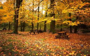 fondos-de-pantalla-de-otoño-hojas-caer