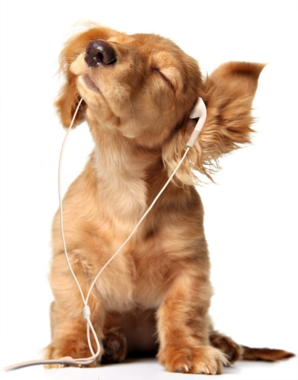 Imagen de perro escuchando musica feliz