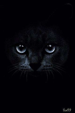 Gato negro en movimiento