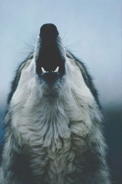▷ Nuevos Fondos Wallpapers Animales | Fondos de Pantalla
