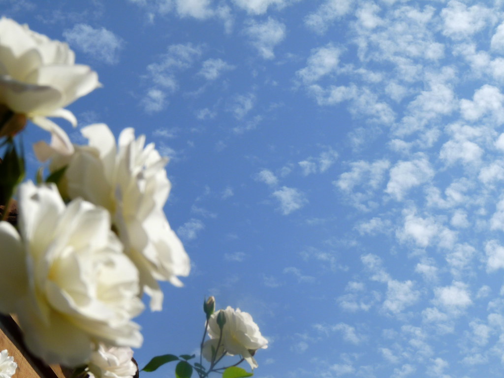 Fondo de rosas blancas al cielo