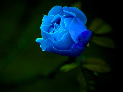fondos de pantalla de rosas azules