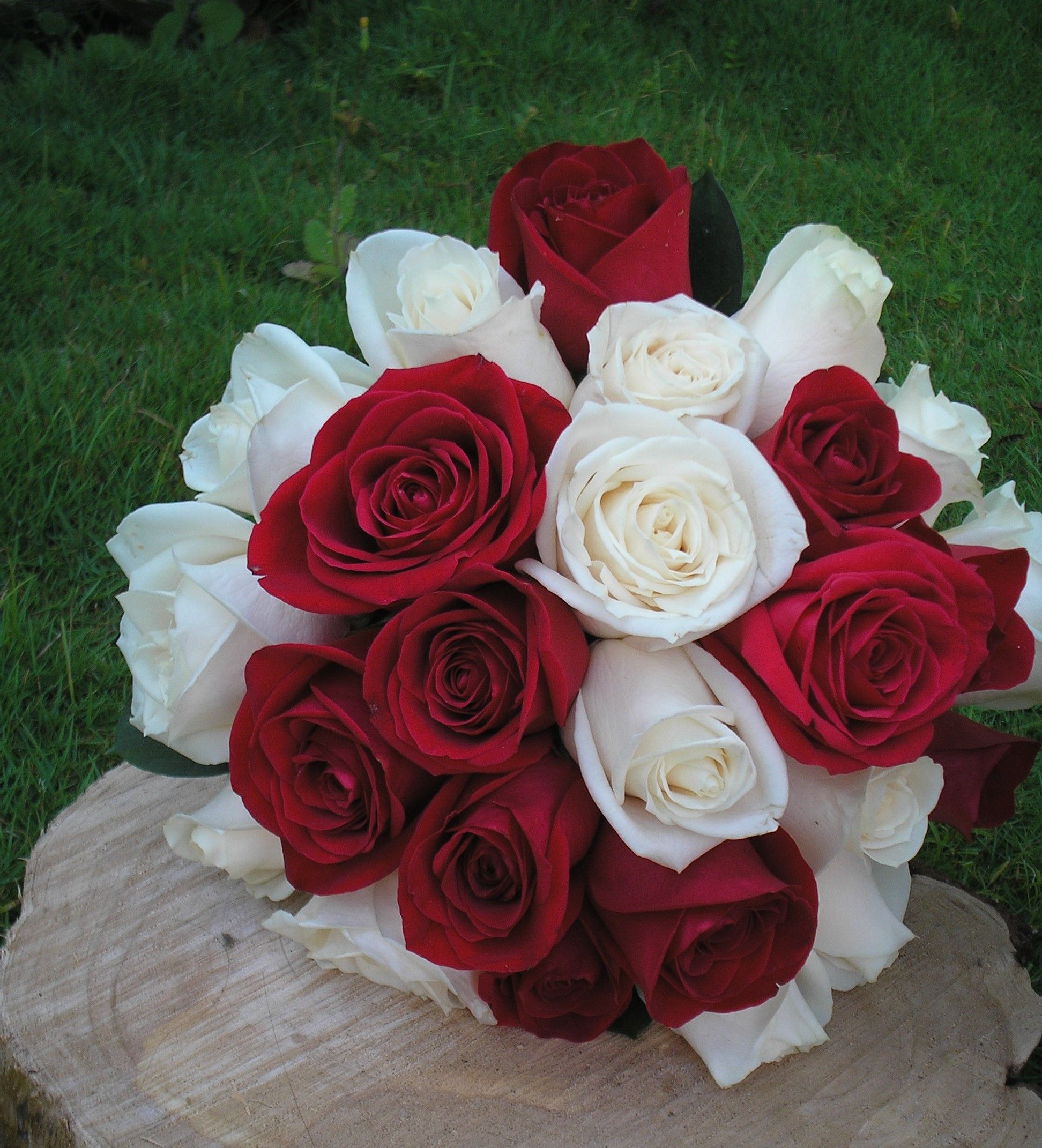 Rosas blancas con rojas