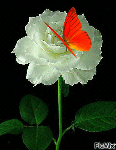 Wallpapers de rosas animadas | Fondos de Pantalla Wallpapers de rosas animadas | Fondos de Pantalla