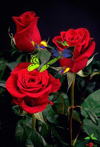 fondos de pantalla de rosas hermosas