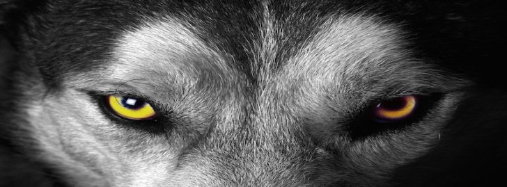 imagenes de lobos con frases para facebook