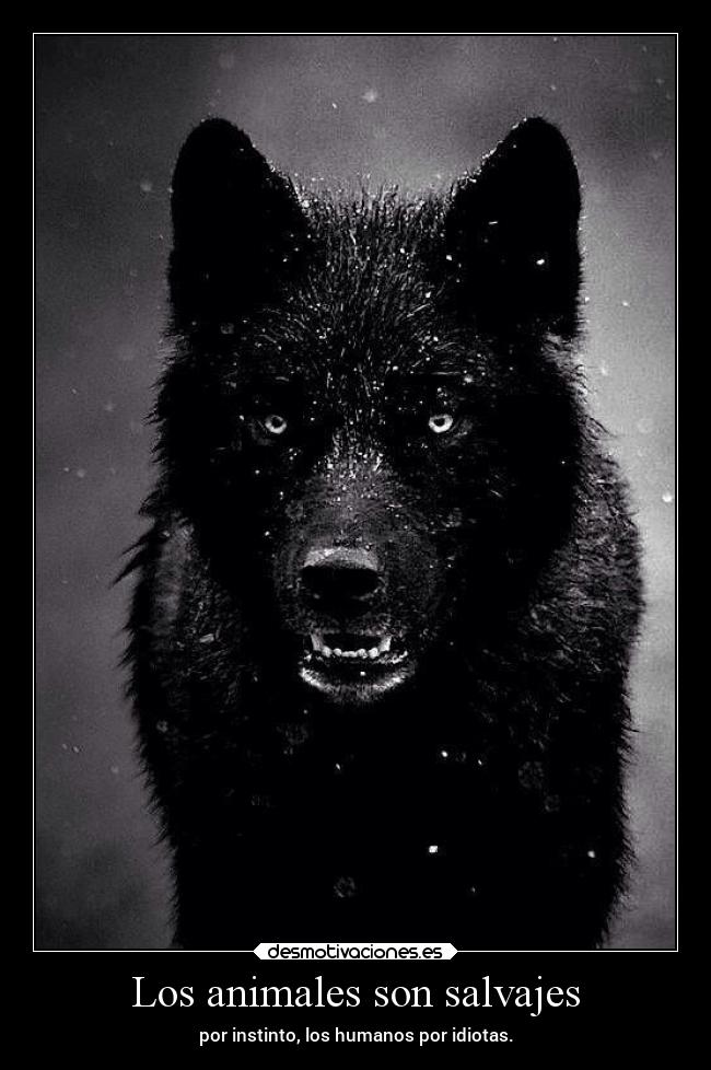 imagenes de lobos salvajes para descargar