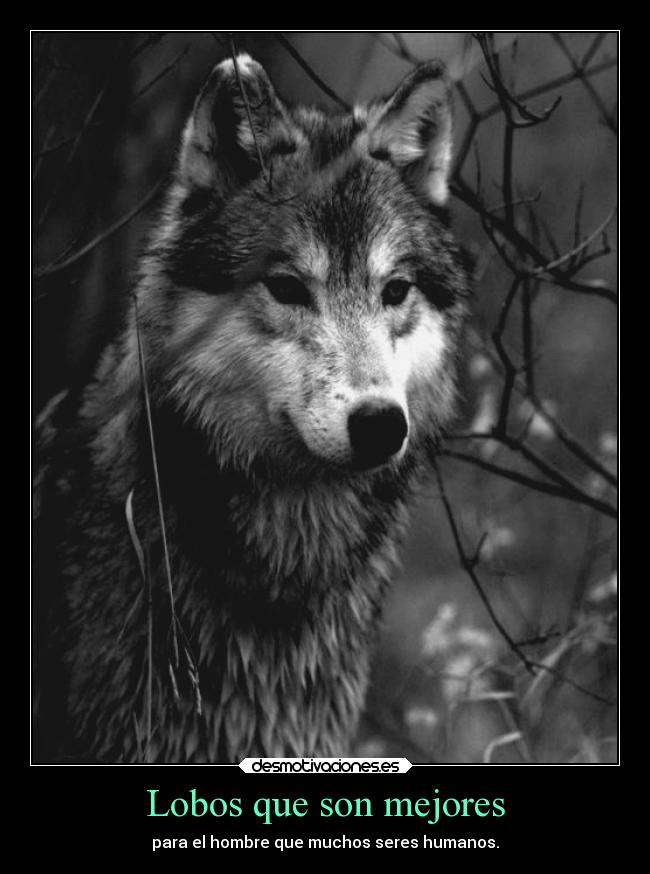 las mejores imagenes de lobos salvajes