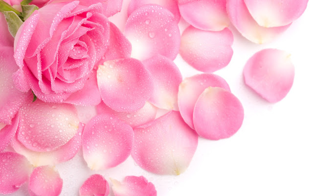 wallpapers de rosas hermosas