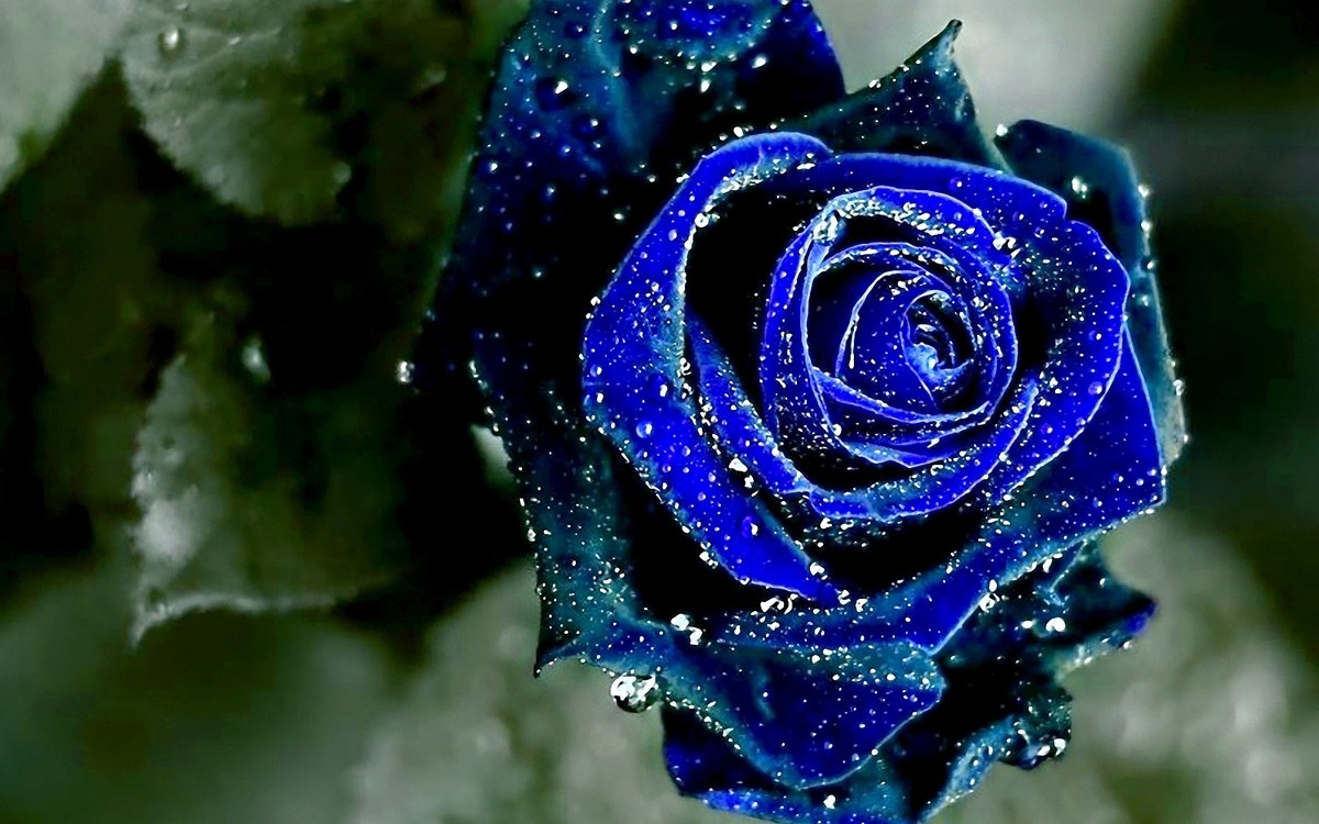 Rosas negras con azul