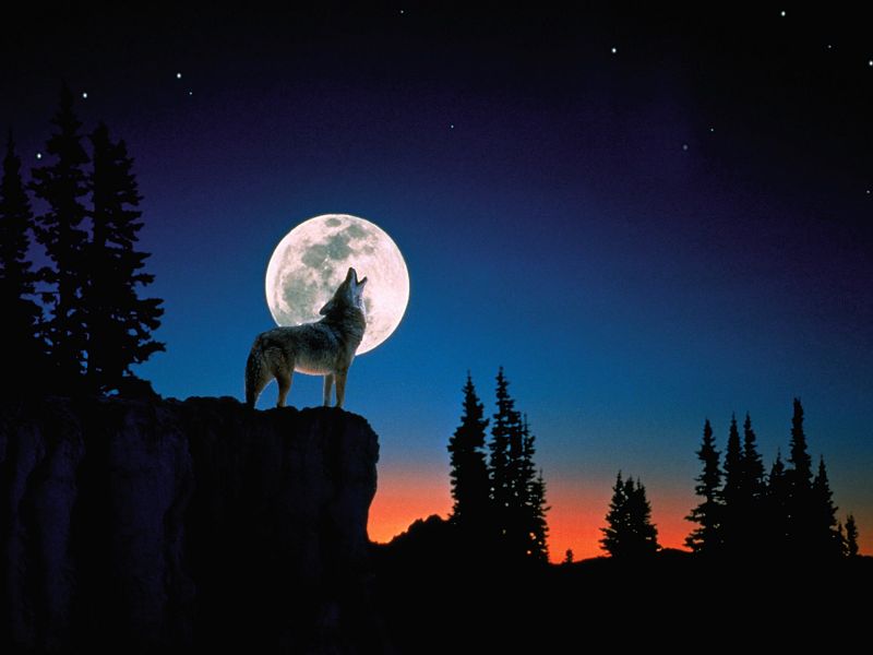 ▷ Fondos de Pantalla de Lobos Aullando a la Luna | Fondos de Pantalla