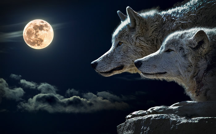 descargar gratis imagenes de lobos enamorados