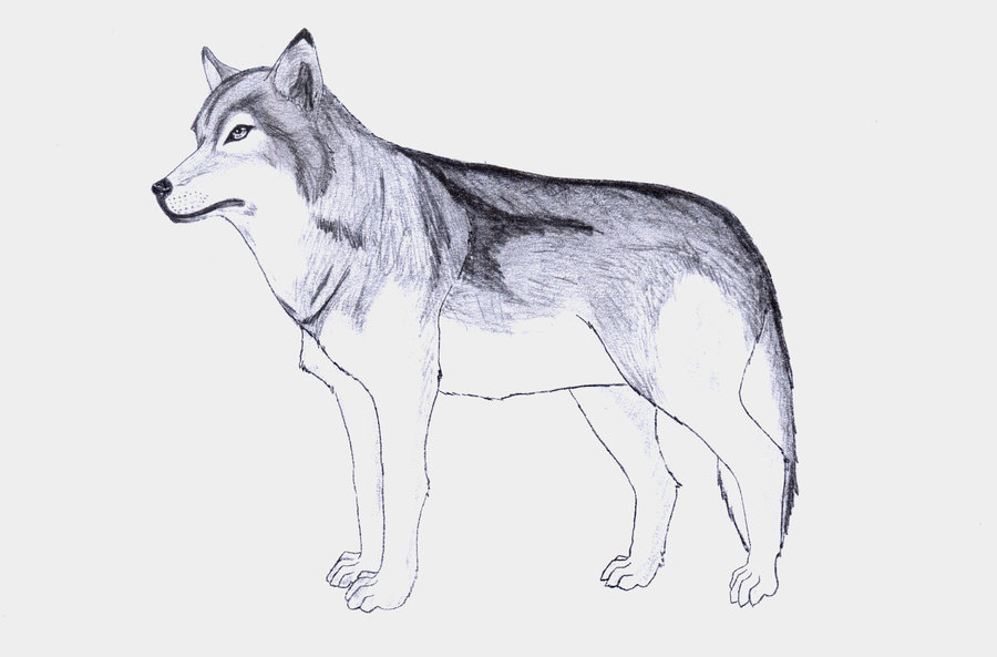 imagenes de lobos salvajes para colorear