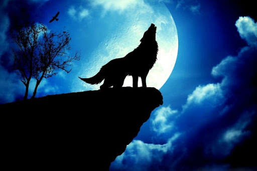 Lobo en la noche