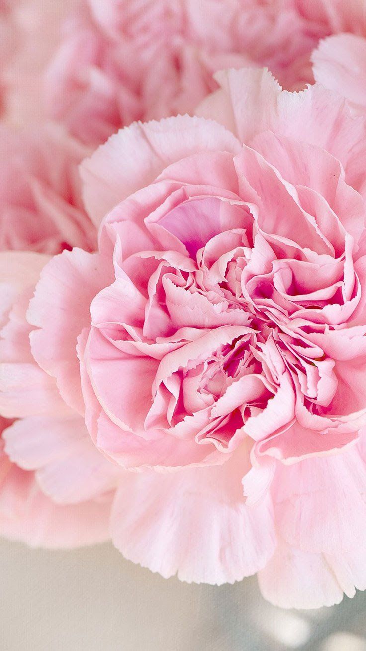 ▷ 100 Wallpaper de Rosas Hermosas | Fondos de Pantalla