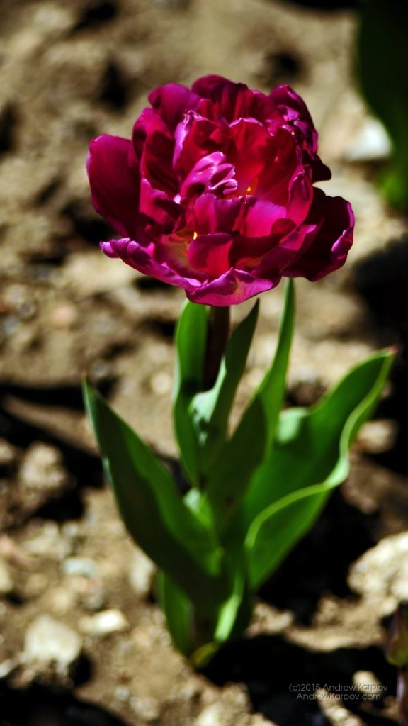 fondos de pantalla flores hermosas gratis