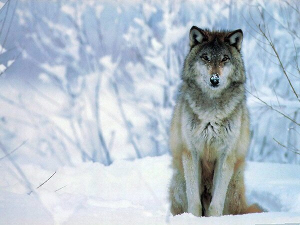 fotos lobos salvajes