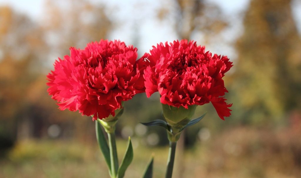 flores clavel rojo