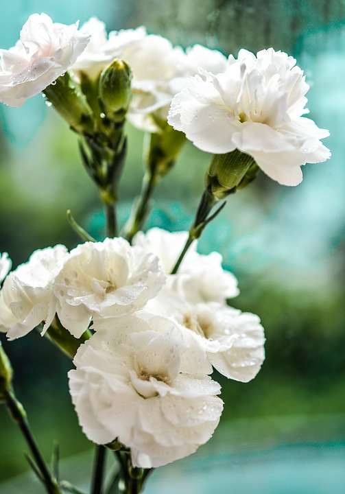 flor clavel blanco