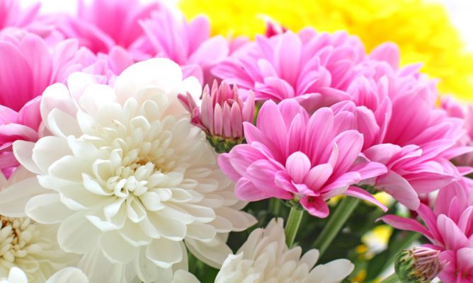 Flores Crisantemo, Fondos de Pantalla | Fondos de Pantalla