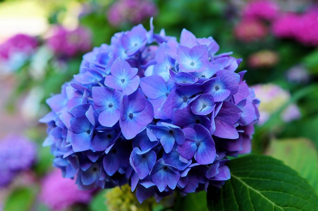 significado da flor hortensia azul