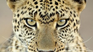 Fondos de leopardo