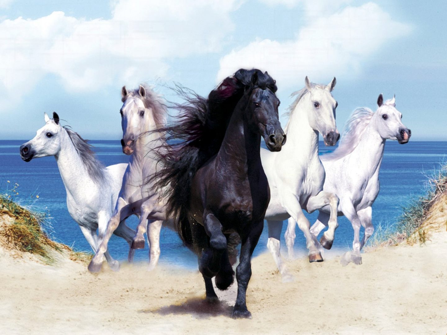 Fondo de pantalla cuatro caballos blancos y uno negro