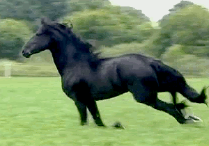 fondo de caballo negro corriendo