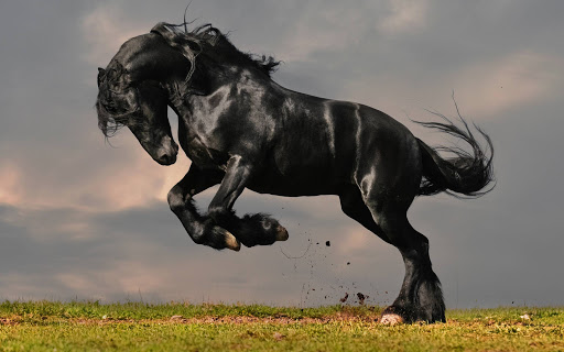 Imagen de caballo galopando