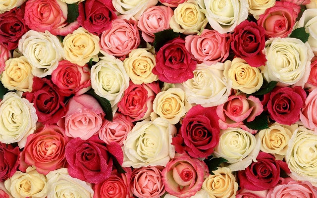 Wallpapers rosas