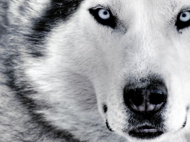 Fondos pantalla lobos asesinos