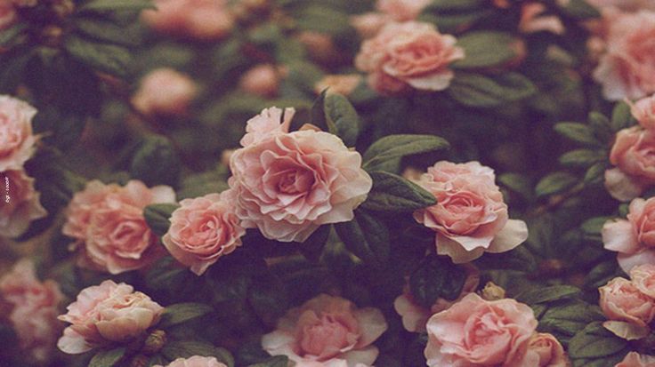 Wallpapers de rosas vintage