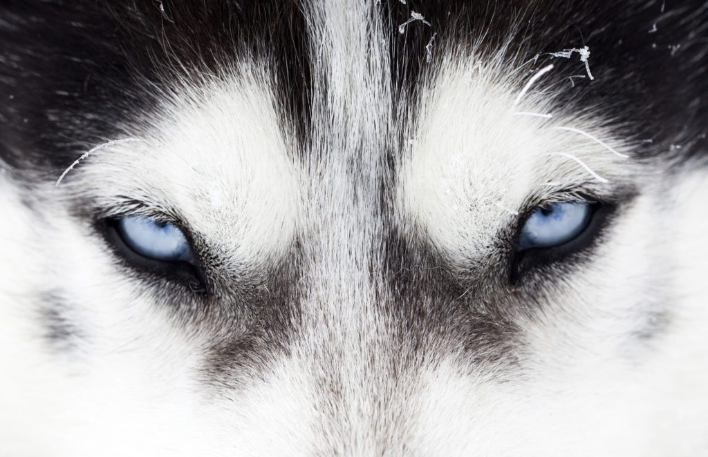 las mejores imagenes de lobos blancos