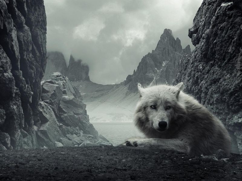 Fondos de escritorio hd lobos