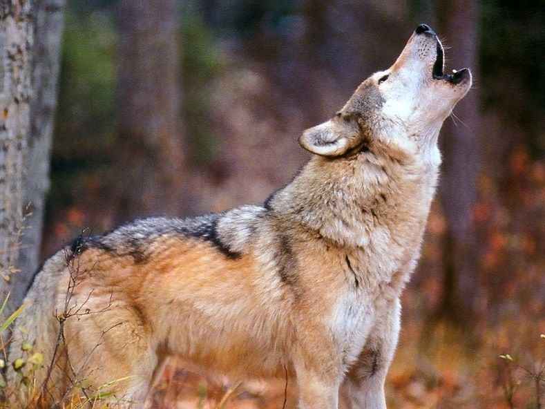 imagenes de lobos salvajes animados