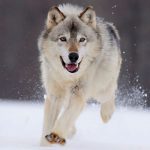 Fondos de pantalla lobos en la nieve