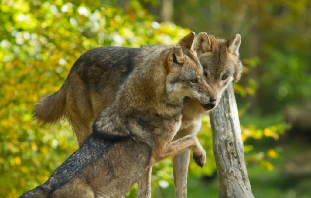 imagenes de lobos salvajes animados