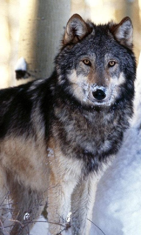 fotos de lobos salvajes para descargar