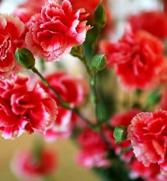 flores clavel del poeta