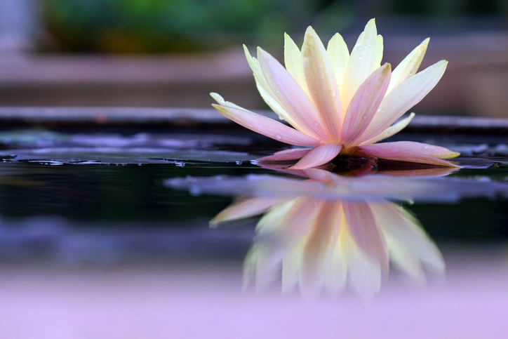 flor de loto significado