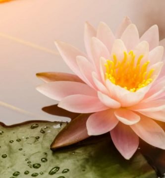 flor de loto acuarela