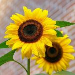 flor parecida al girasol pero de colores